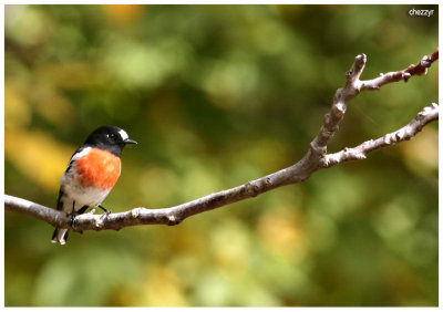 6123- scarlet-robin (male)