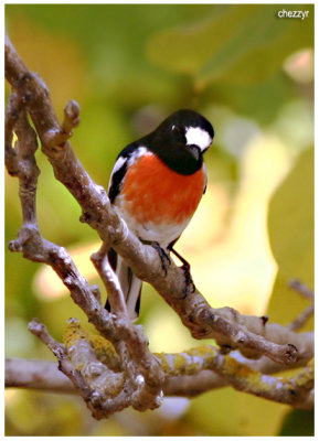 6133- scarlet-robin (male)