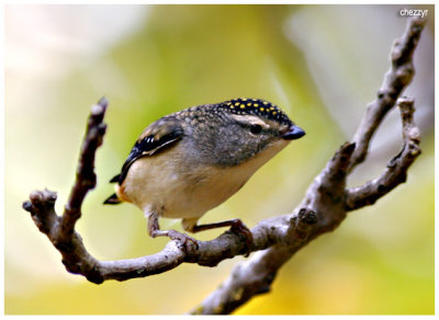 6141-pardalote