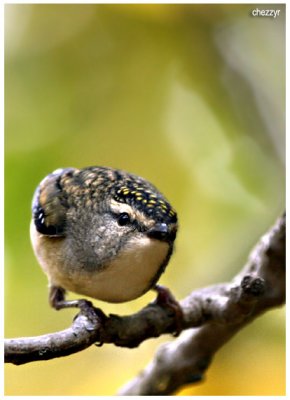 6143-pardalote