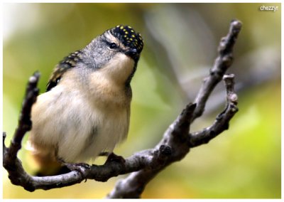6145-pardalote