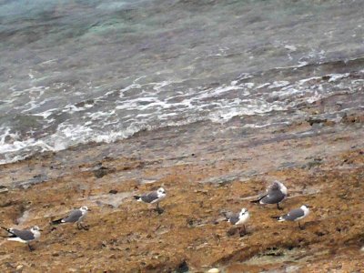 Birds