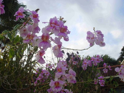 pic016.jpg
