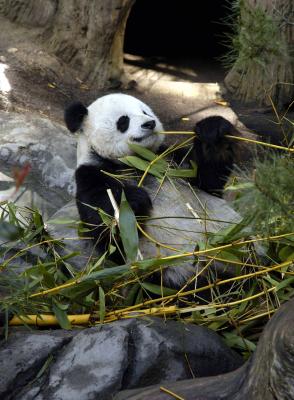 g3/24/518524/3/57239524.pandabaiyun001.jpg