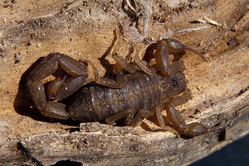 florida bark scorpion.jpg