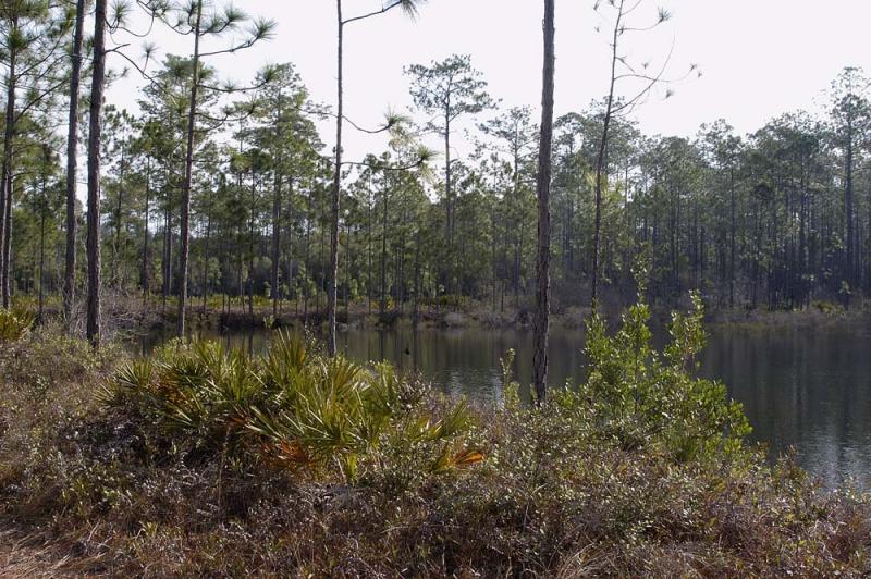 Pine Flatwoods Pond