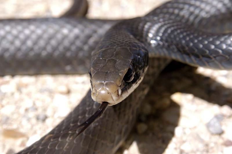 Coluber constrictor (black racer), Kentucky