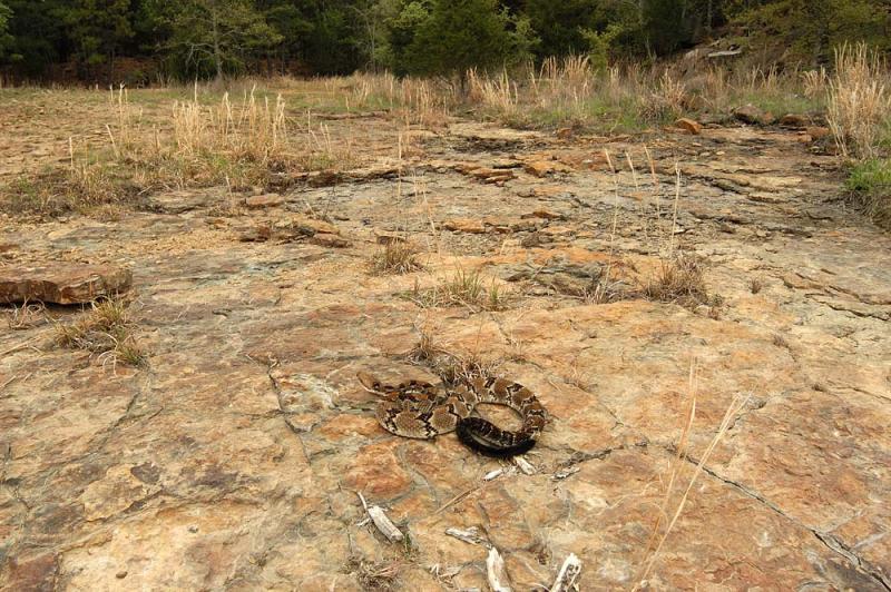 Timber rattlesnake surveys territory