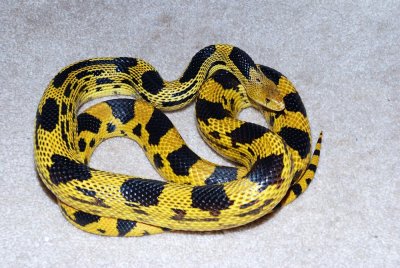 Durango Mountain Pinesnakes (Pituophis d. deppei)