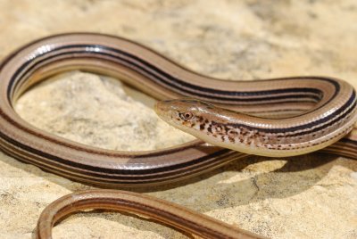 glass lizard.jpg