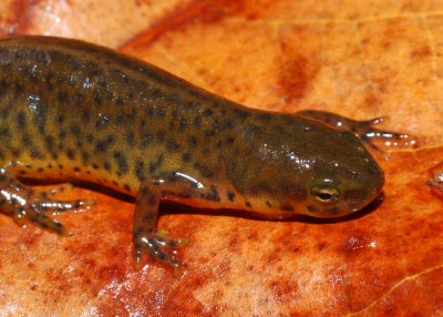 notophthalmus.jpg