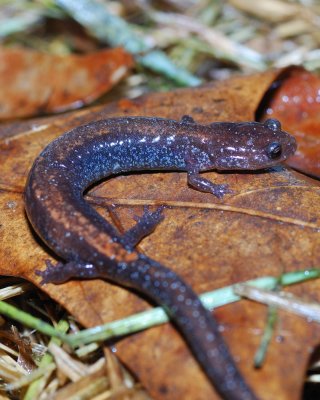 redback.jpg