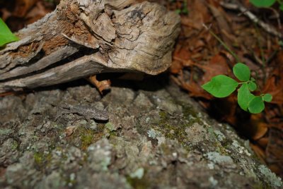 sceloporus.jpg