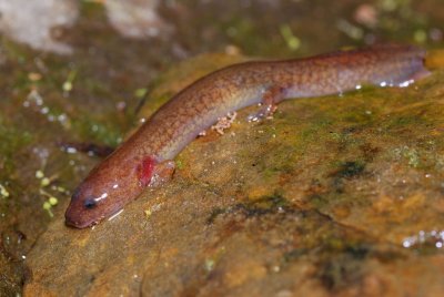 spring salamander.jpg