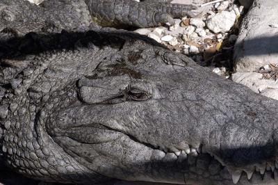 Crocodylus closeup (from behind a guardrail)