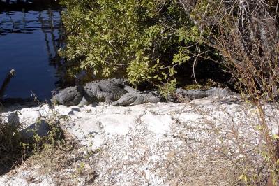 Crocodylus acutus (American crocodiles), Monroe county, Florida