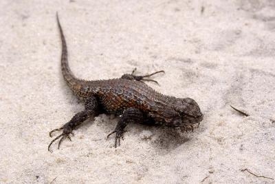 Sceloporus undulatus (southern fence lizard), Liberty county, Florida