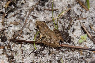 Acris gryllus (Florida cricket frog), Brevard county, Florida