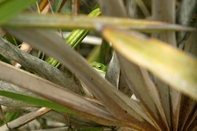 Anolis carolinensis (green anole), Brevard county, Florida