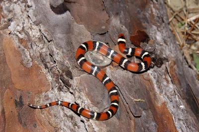Hatchling scarlet king, Wakulla county, Florida