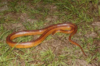 Elaphe guttata (cornsnake), Leon county, Florida