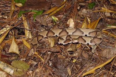Agkistrodon contortrix (southern copperhead), Gadsden county, Florida