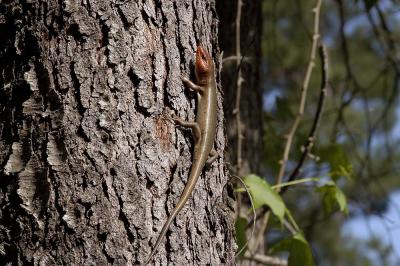 Eumeces laticeps (broadhead skink), Miller county, Georgia