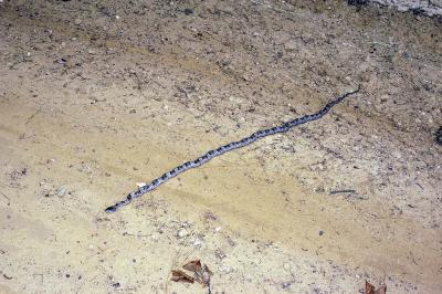g3/24/521324/3/56386413.greyrat.jpg