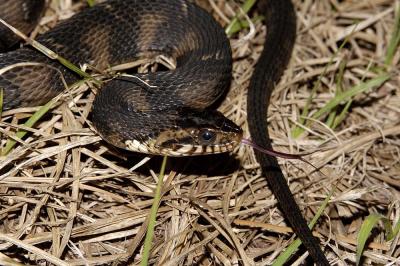 Nerodia fasciata (banded watersnake), Leon county, Florida