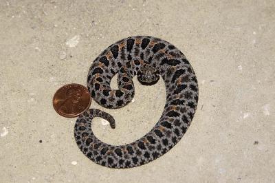 Sistrurus miliarius (neonate dusky pigmy rattlesnake), Wakulla county, Florida