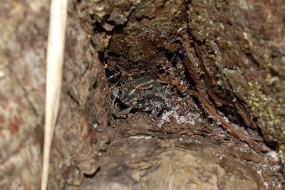 Bufo quercicus (oak toad), Brevard county, Florida