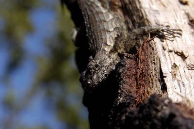Sceloporus undulatus (fence lizard), Seminole county, Florida