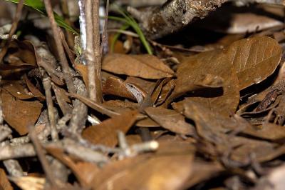 Scincella lateralis (ground skink), Gadsden county, Florida