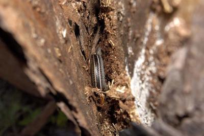 Eumeces sp. (skink), found hiding under bark, Seminole county, Florida