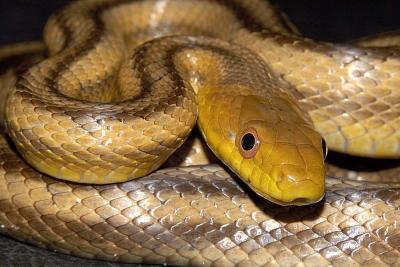 Elaphe obsoleta (yellow ratsnake), Okeechobee county, Florida