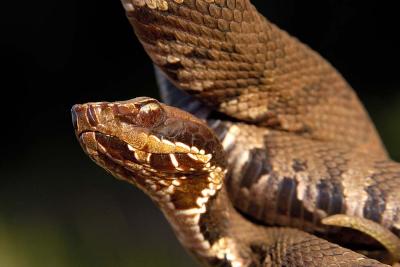 young Agkistrodon piscivorous (cottonmouth), Georgia
