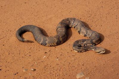 Crotalus horridus (timber rattlesnake), Randolph county, Georgia