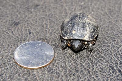 Kinosternon subrubrum (juvenile eastern mud turtle), Georgia