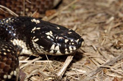 Another king, Worth county, Georgia