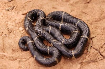 Lampropeltus getula (eastern kingsnake), Georgia