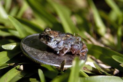 Scaphiopus holbrooki (metamorph eastern spadefoot), Georgia