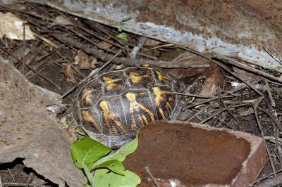 Terrapene carolina (eastern box turtle), Kentucky