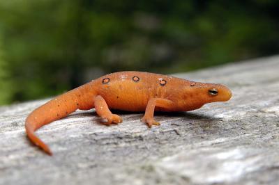 Another red eft, Augusta county, Virginia