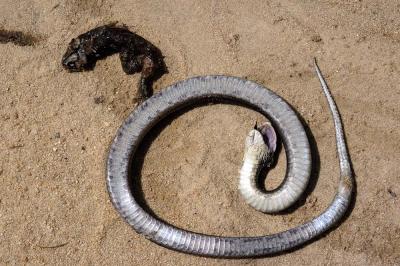 Eastern hognose snake feining death with regurgitated toad carcass