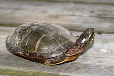 Chrysemys picta (eastern painted turtle), Augusta county, Virginia