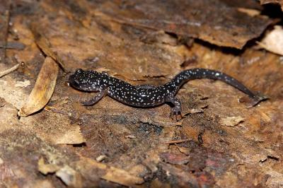 Plethodon glutinosus (slimy salamander), Mecklenburg county, North Carolina