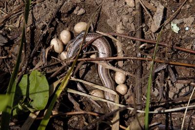 Eumeces fasciatus (five-lined skink) guarding eggs, Mecklenburg county, North Carolina