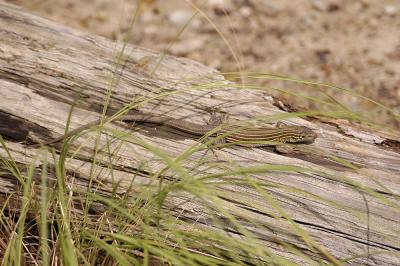 Aspidoscelis sexlineatus (six-lined racerunner), Currahee, Georgia