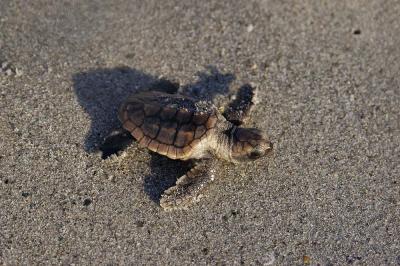 g3/24/521324/3/56777011.caretta.jpg