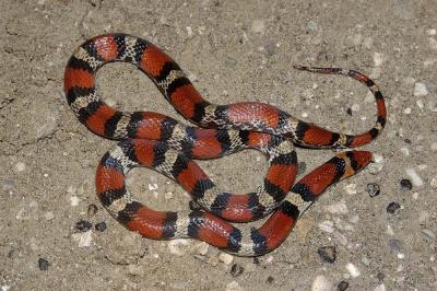 Cemophora coccinea (Florida scarlet snake), Liberty county, Florida